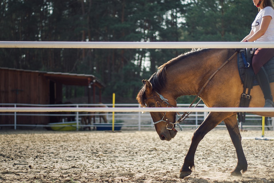 Horse riding lessons in Richmond